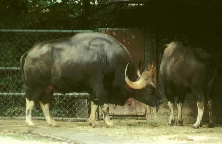 buffalo_bull_hump - Factins