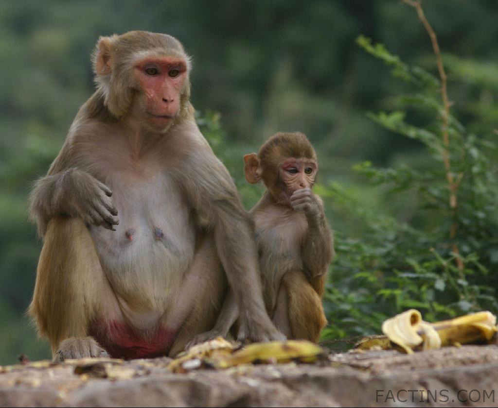 Monkeys expecting food at Galtaji Temple