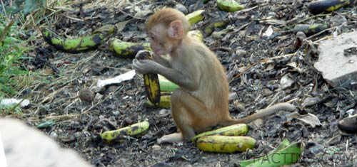 Baby Monkey at Galtaji Temple