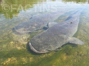 Amazon Cat Fish