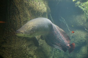 facts about amazon river Arapaima gigas fish