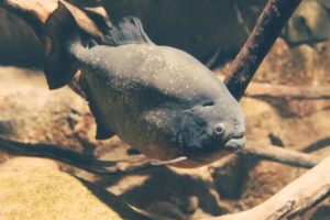 facts about amazon river piranha