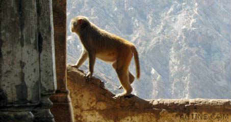 Monkeys at Galtaji Temple