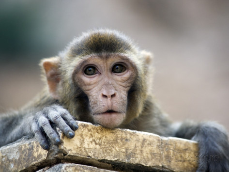 lindsay brown monkey rhesus macaque at monkey temple-galta