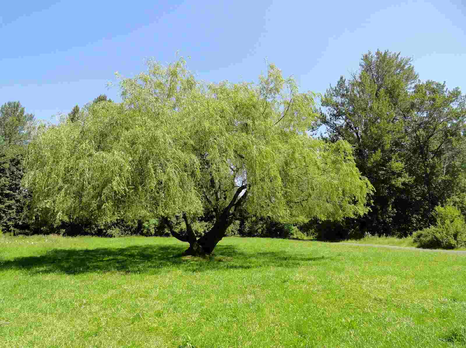 Willow Park Tree