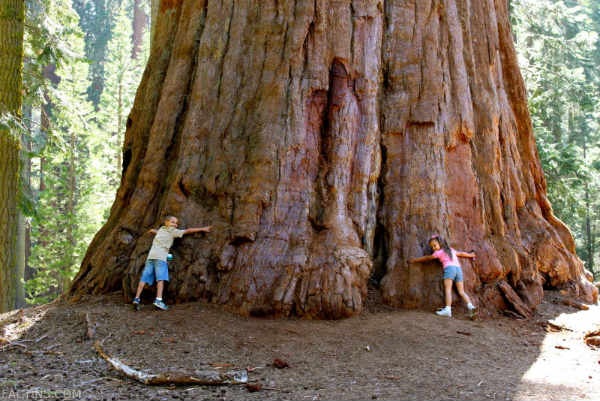Sequoia Tree Width at the base