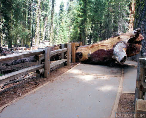 Sequoia broken branch