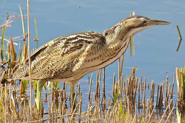 Marsh land Birds - Benefit of marsh ecosystem to environment - Factins