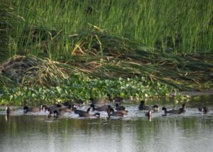 Marshland Birds - Importance of pallikaranai marshland ecosystem - Factins