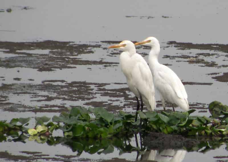 Pallikaranai Wetland - Birds - Importance of pallikaranai marshland ecosystem - Factins