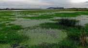 Importance of pallikaranai marshland ecosystem