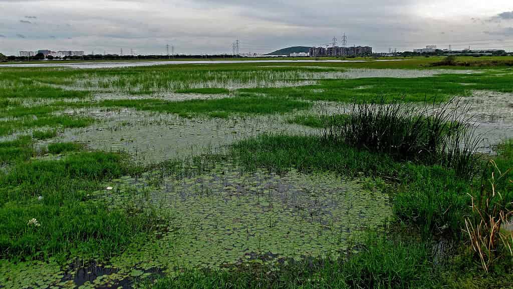 Pallikaranai Wetland - Importance of pallikaranai marshland ecosystem - Factins