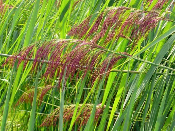 Marsh land Plants - Benefit of marsh ecosystem to environment - Factins
