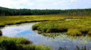 Benefit of marsh ecosystem to environment