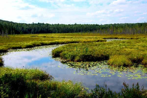 Marsh Land -Benefit of marsh ecosystem to environment - Factins