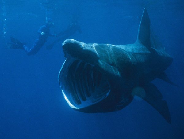 Biggest Mouth Fish Basking Shark 