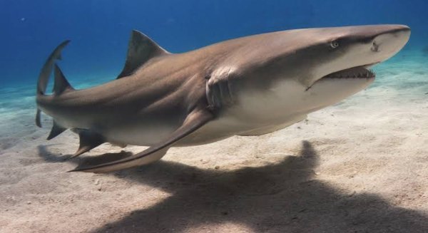 Bluntnose-Sixgill-Shark-Giant-Ocean-Manta-Ray-Largest-Sea-Creature