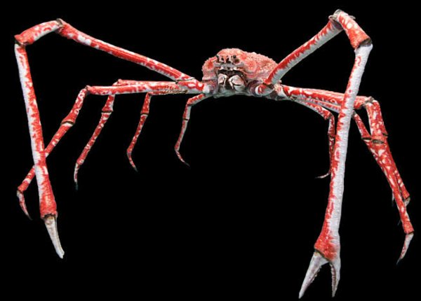 Giant-Japanese-Spider-Crab
