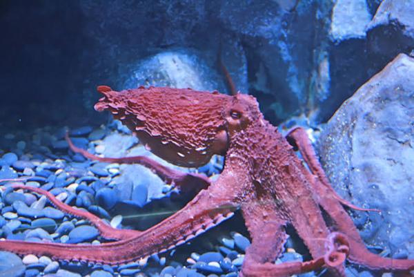 Giant-Octopus-Largest-Sea-Creature