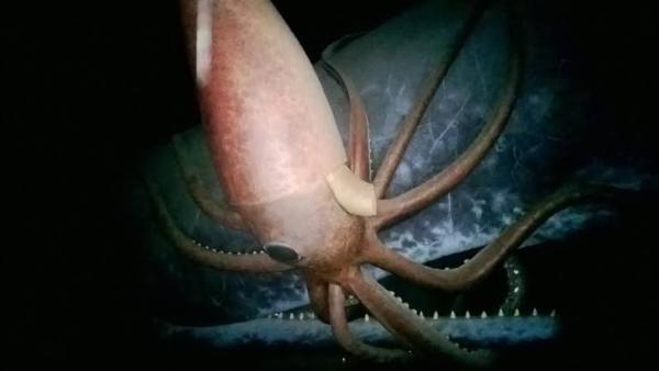 Giant-Squid-Largest-Sea-Creatures