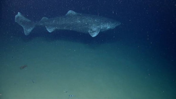 Greenland-Shark-Largest-Sea-Cratures