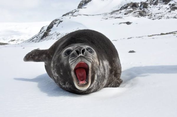 Southern-Elephant-Seal