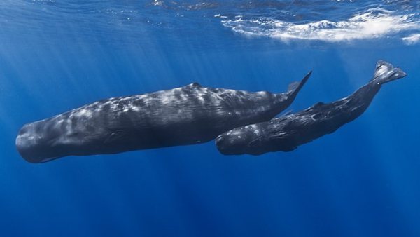 Sperm Whale with Baby