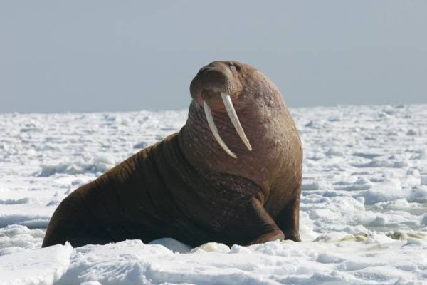 Walrus-Largest-Sea-Creatures