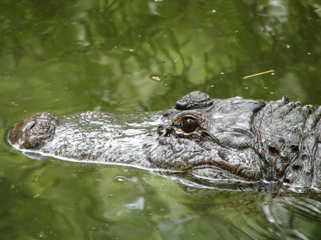 American alligator - Top 17 largest living animals Earth - Factins