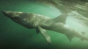 Basking Shark - largest sea creatures - Factins