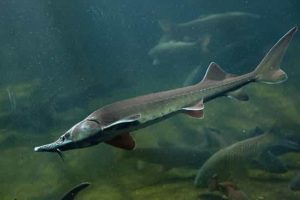 Beluga Sturgeon - largest sea creatures - Factins