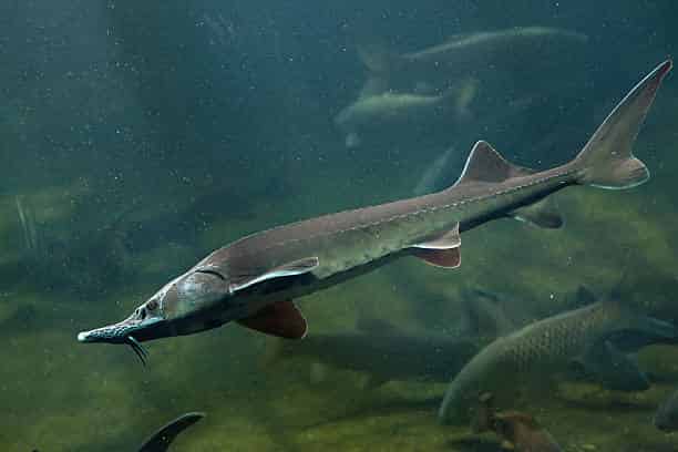 beluga_sturgeon - largest living animals earth - Factins