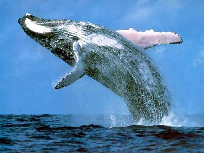 Top 18 largest amazing creatures on Earth - Factins