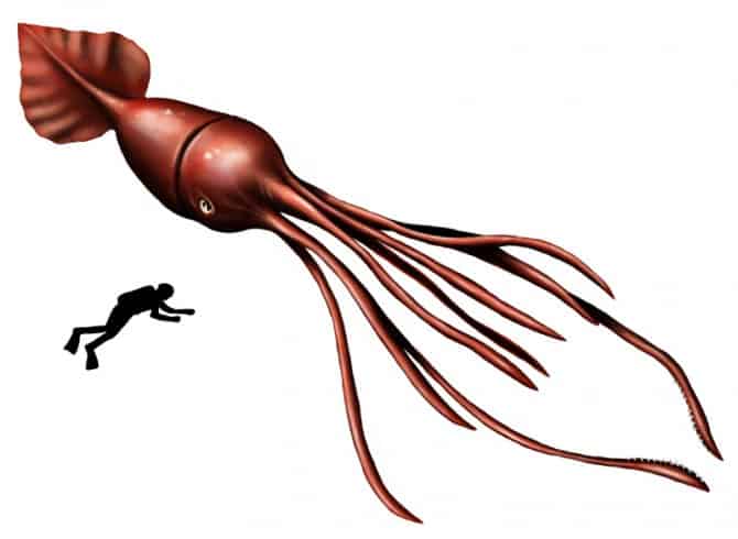 colossal_squid - largest living animals earth - Factins