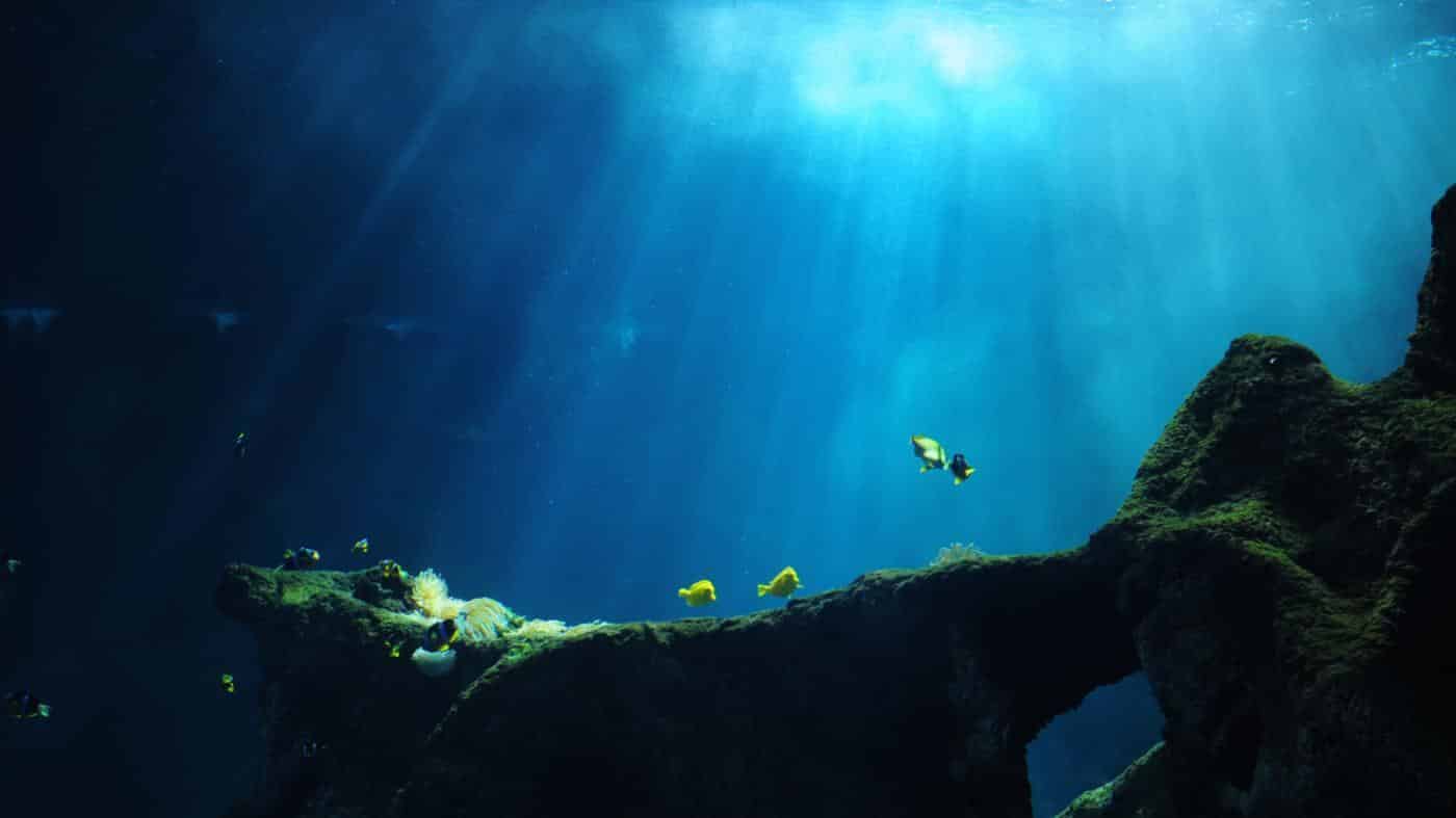 Deep Ocean - interesting-facts-ocean-ecosystem - Factins