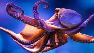 Giant Octobus - largest sea creatures - Factins