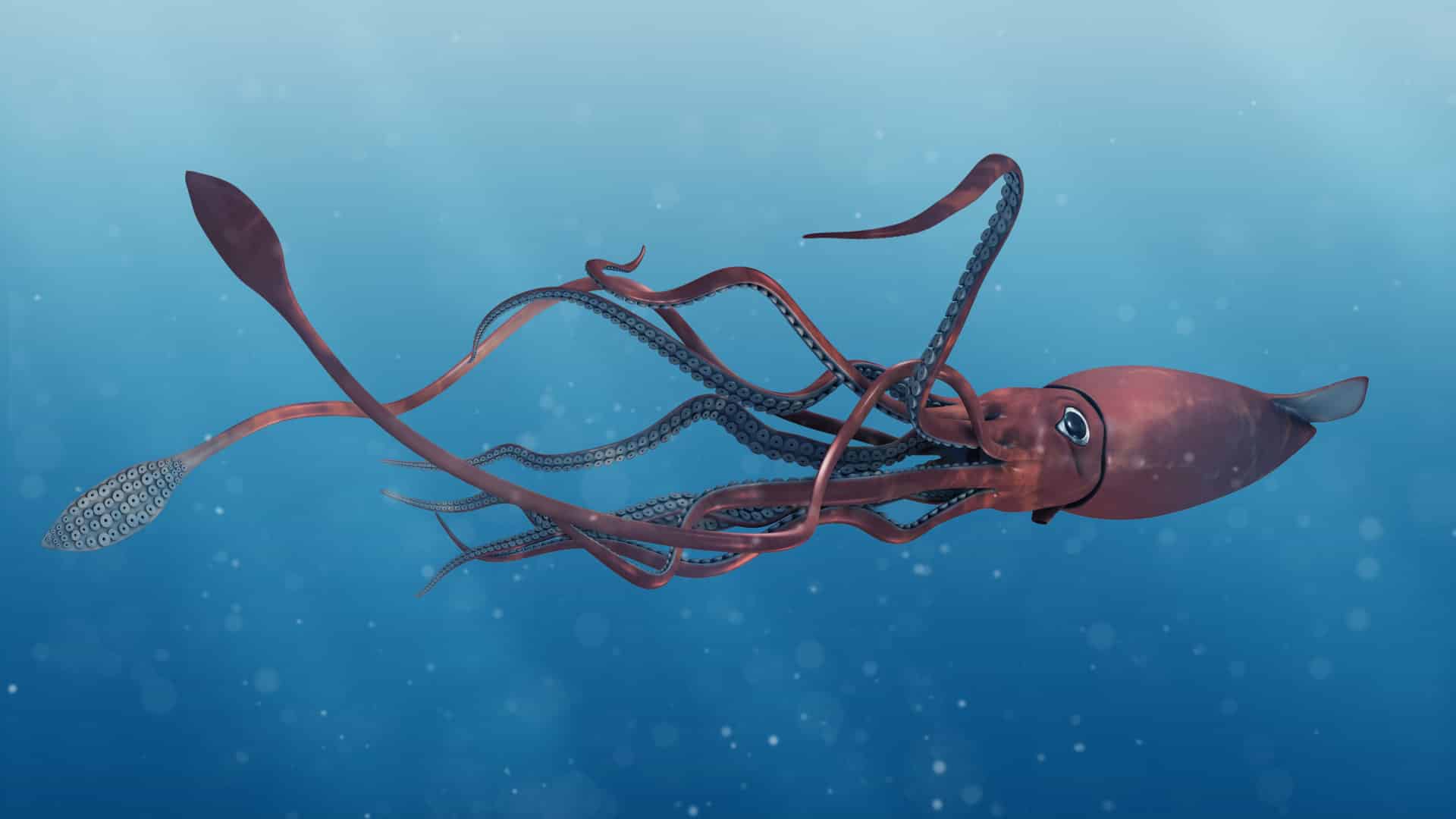 Giant Squid - interesting facts giant squid - Factins