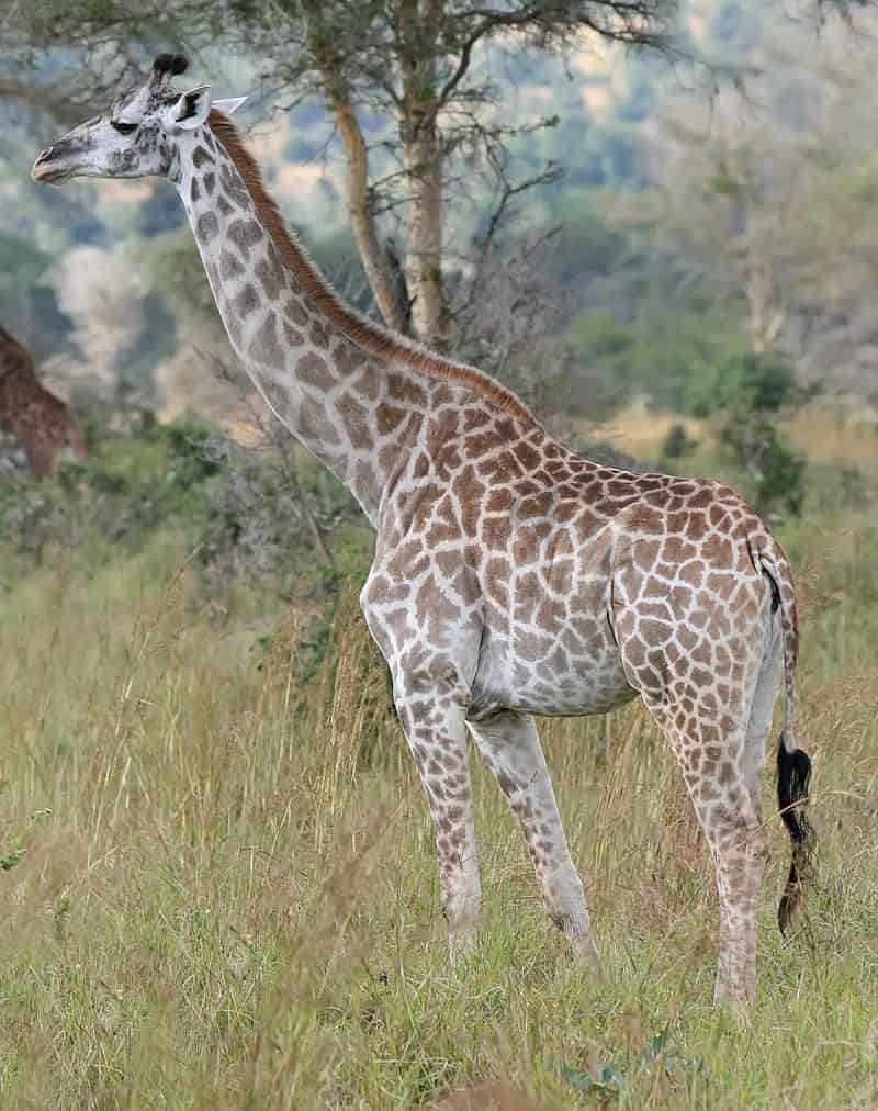 Giraffe - largest living animals earth - Factins