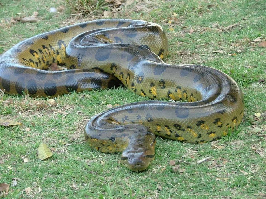 green_anaconda - largest living animals earth - Factins