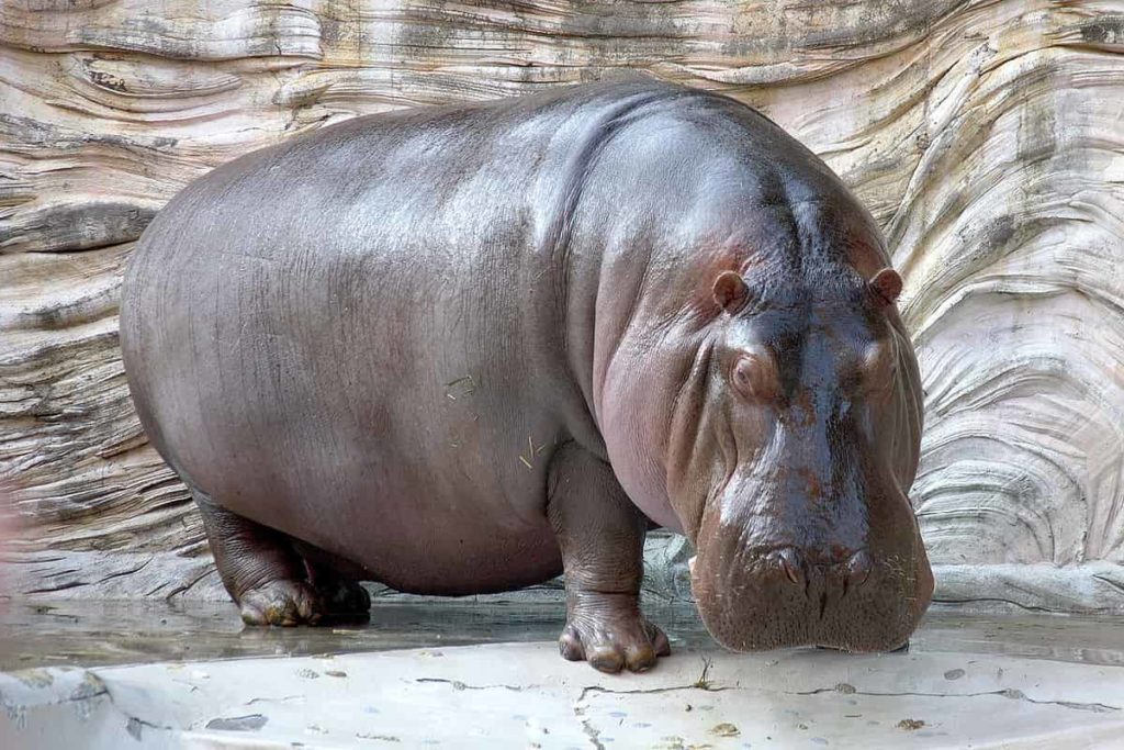 hippopotamus - largest living animals earth - Factins