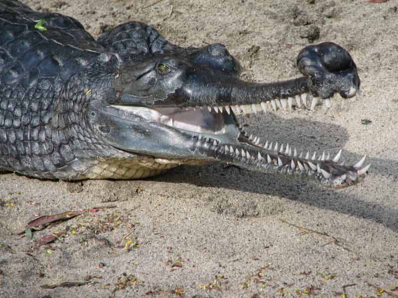 indian_gharial -largest living animals earth - Factins