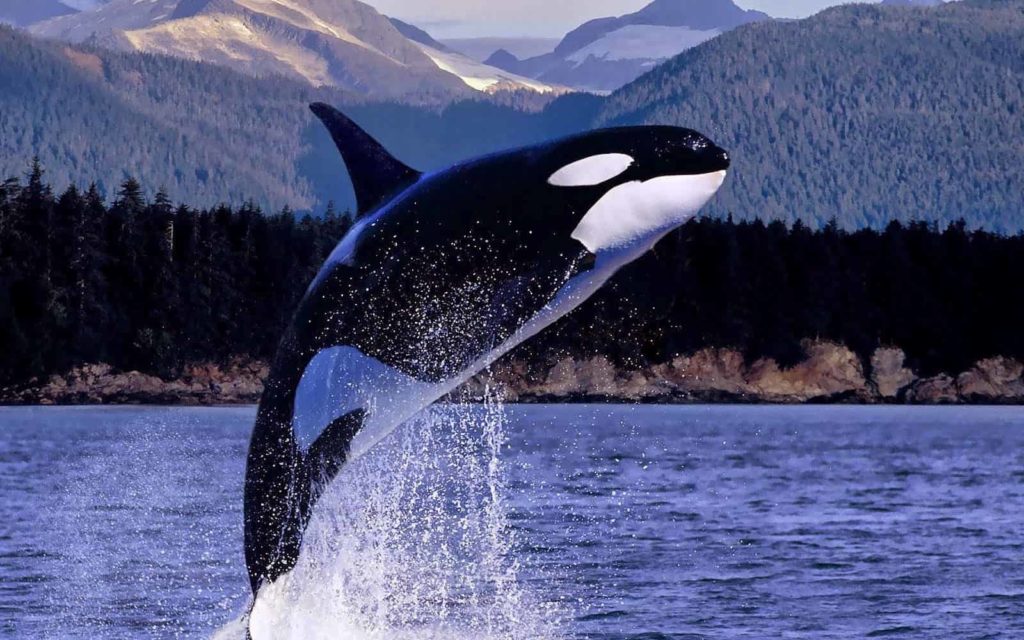 killer whale - largest living animals earth - Factins
