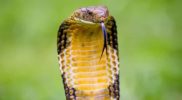 50 Interesting facts about King Cobra snake