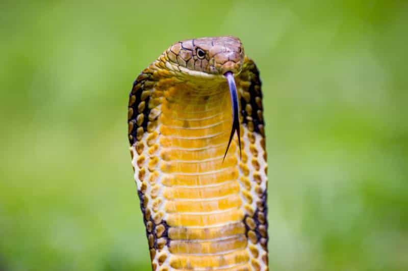 King Cobra - largest living animals earth - Factins