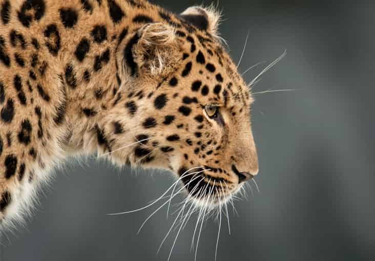 22-interesting-facts-leopards