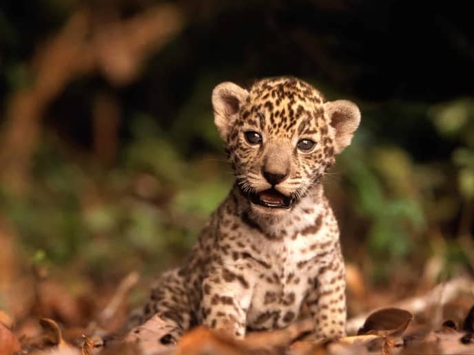 22-interesting-facts-leopards
