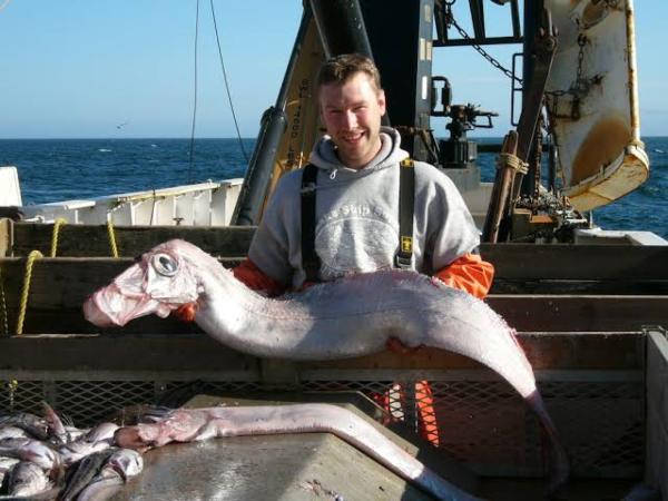 Oarfish-Largest-Sea-Creature