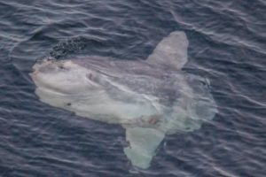 ocean-sunfish-Largest-Sea-Creature