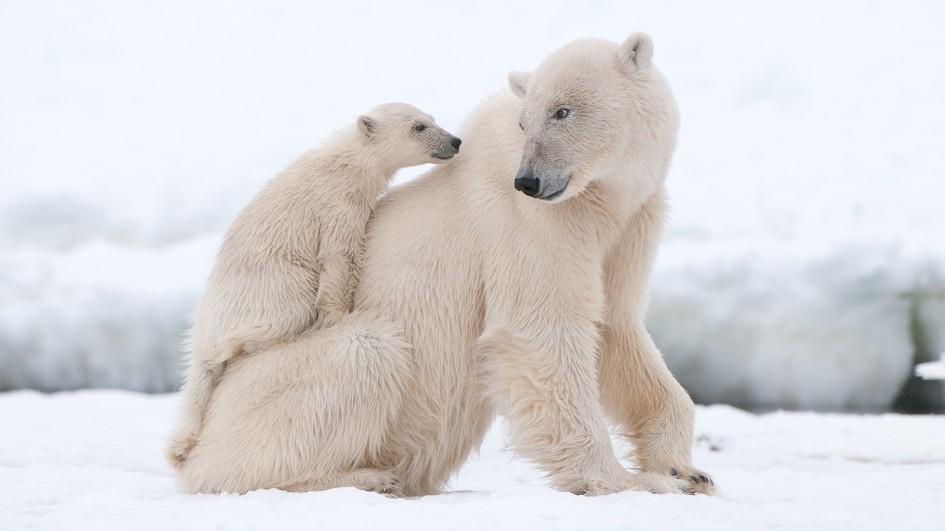 polar bear and cub on mom - Factins -