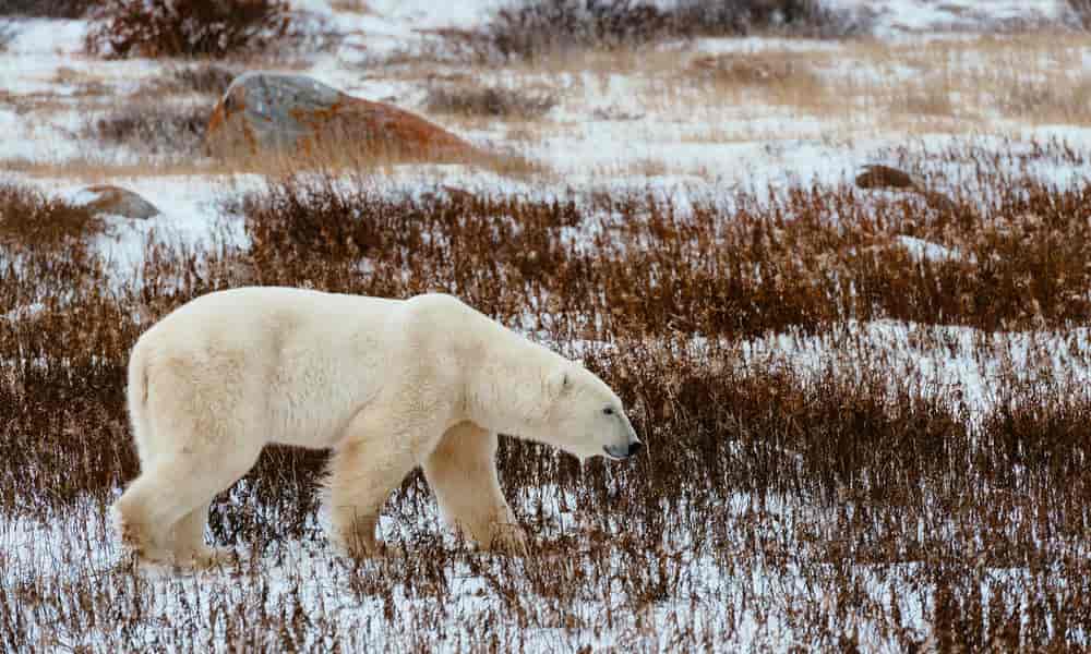 polar bear - Factins